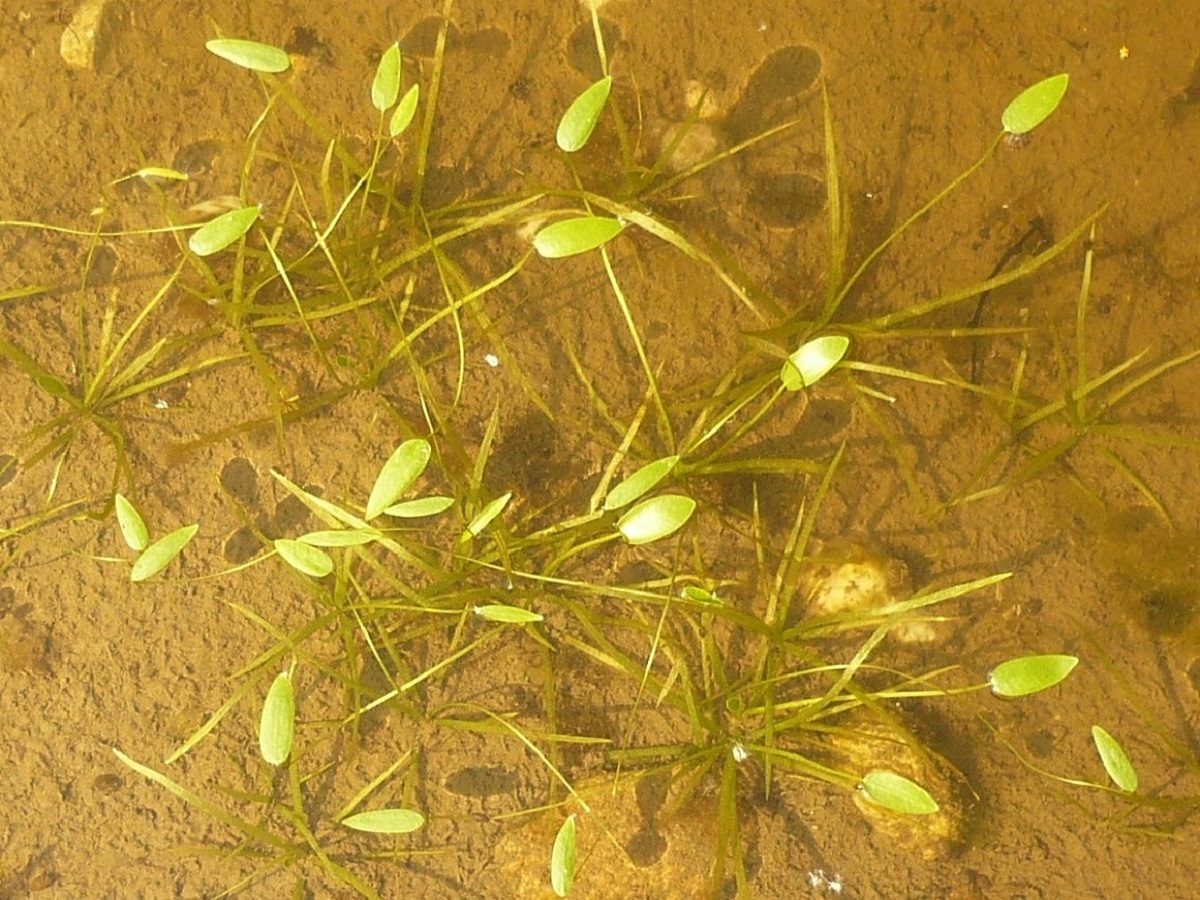 Luronium natans (Alismataceae)